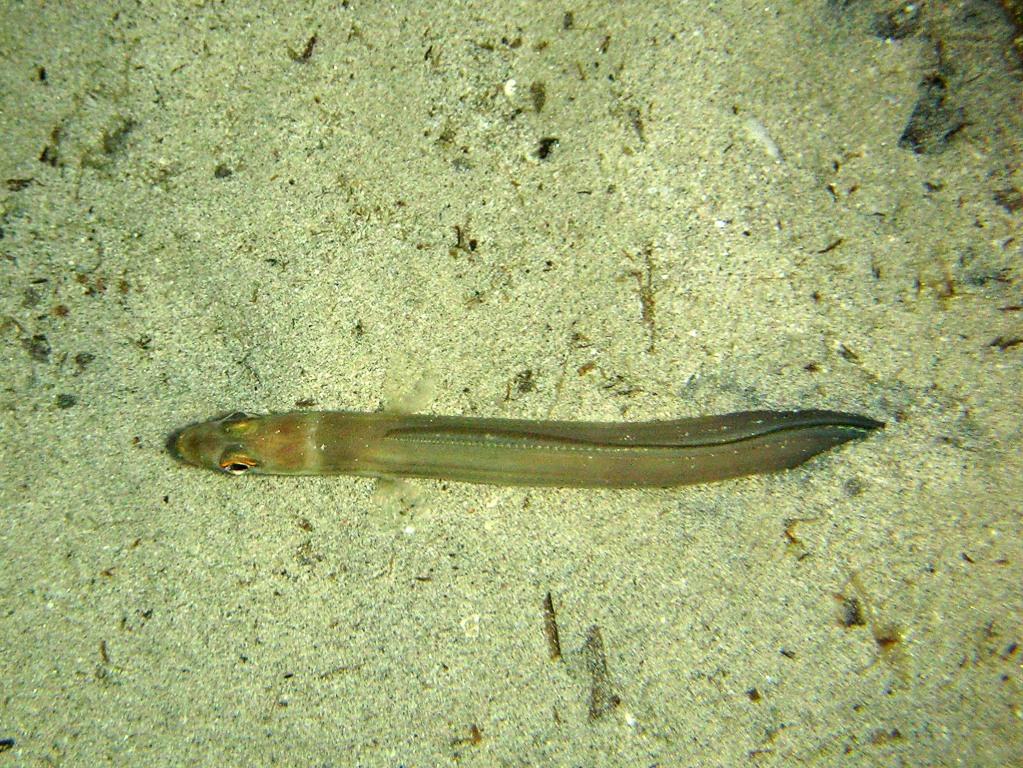 Ariosoma balearicum